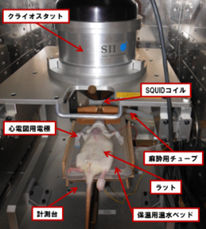 ラット心磁図計測（早大石山研）